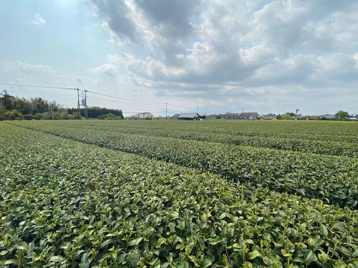 甲斐製茶建植サイン（川南町）